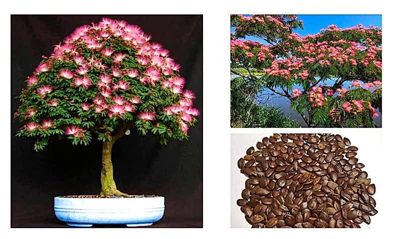 GÜLİBRİŞİM AĞACI TOHUMU 10 ADET (BONSAİ TEKNİĞİNE UYGUN TÜR)