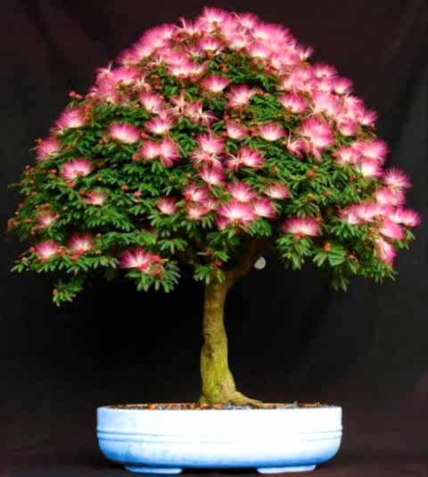 GÜLİBRİŞİM AĞACI TOHUMU 10 ADET (BONSAİ TEKNİĞİNE UYGUN TÜR)