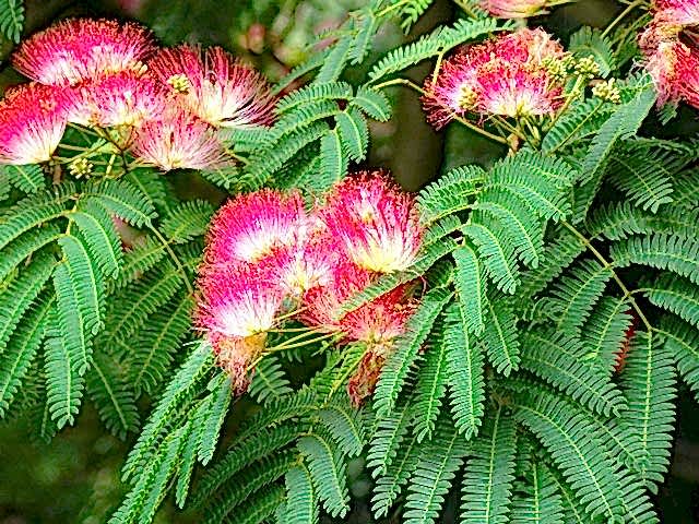 GÜLİBRİŞİM AĞACI TOHUMU 10 ADET (BONSAİ TEKNİĞİNE UYGUN TÜR)