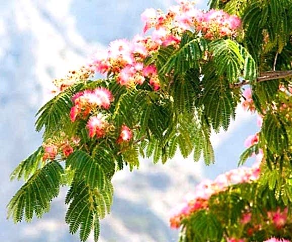 GÜLİBRİŞİM AĞACI TOHUMU 10 ADET (BONSAİ TEKNİĞİNE UYGUN TÜR)