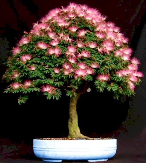 GÜLİBRİŞİM AĞACI TOHUMU 100 ADET (BONSAİ TEKNİĞİNE UYGUN TÜR)