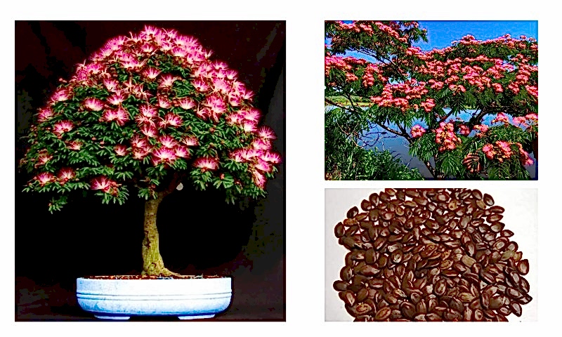 GÜLİBRİŞİM AĞACI TOHUMU 20 ADET (BONSAİ TEKNİĞİNE UYGUN TÜR)