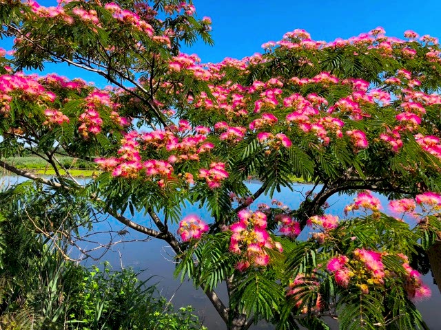 GÜLİBRİŞİM AĞACI TOHUMU 20 ADET (BONSAİ TEKNİĞİNE UYGUN TÜR)