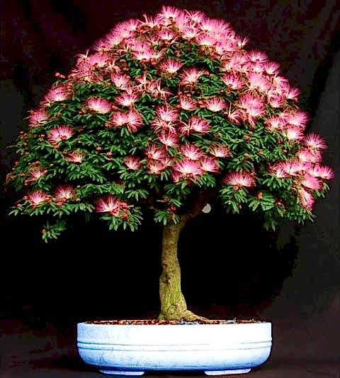 GÜLİBRİŞİM AĞACI TOHUMU 50 ADET (BONSAİ TEKNİĞİNE UYGUN TÜR)