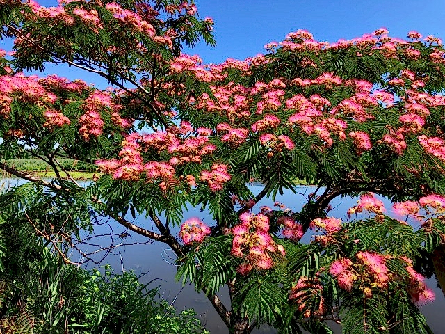 GÜLİBRİŞİM AĞACI TOHUMU 50 ADET (BONSAİ TEKNİĞİNE UYGUN TÜR)