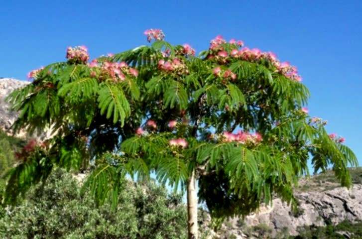 GÜLİBRİŞİM FİDANI 3 ADET - İPEK AĞACI (Albizia Julibrissin)