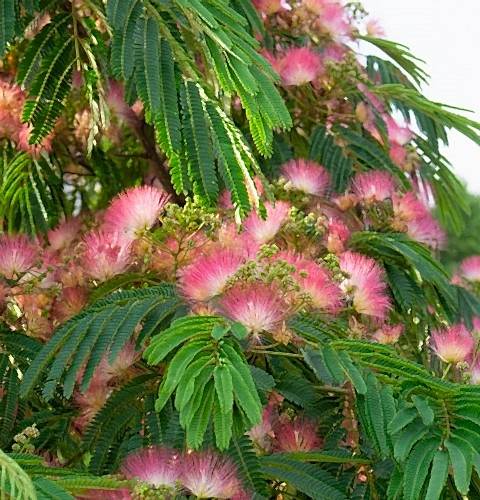 GÜLİBRİŞİM FİDANI 3 ADET - İPEK AĞACI (Albizia Julibrissin)