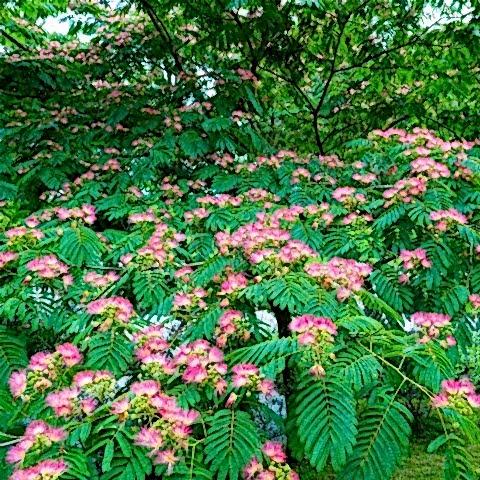 GÜLİBRİŞİM FİDANI 3 ADET - İPEK AĞACI (Albizia Julibrissin)