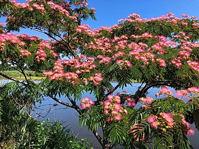 GÜLİBRİŞİM FİDANI 5 ADET - İPEK AĞACI (Albizia Julibrissin)