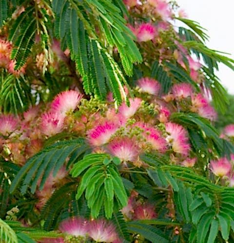 GÜLİBRİŞİM FİDANI 5 ADET - İPEK AĞACI (Albizia Julibrissin)