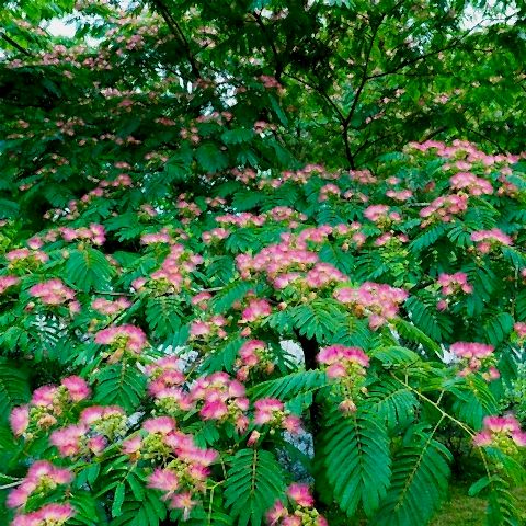 GÜLİBRİŞİM FİDANI 5 ADET - İPEK AĞACI (Albizia Julibrissin)