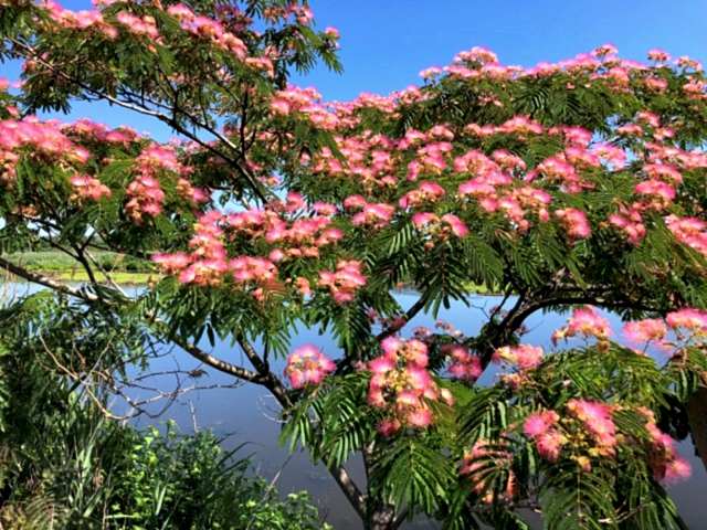 GÜLİBRİŞİM FİDANI - İPEK AĞACI (Albizia Julibrissin)