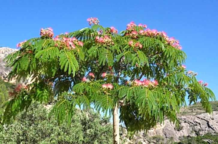 GÜLİBRİŞİM FİDANI - İPEK AĞACI (Albizia Julibrissin)