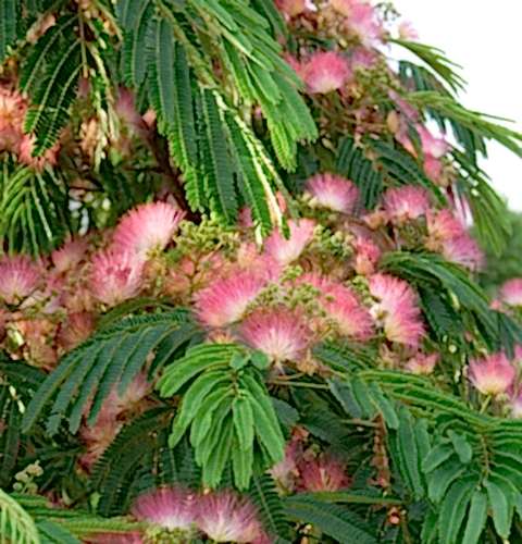 GÜLİBRİŞİM FİDANI - İPEK AĞACI (Albizia Julibrissin)