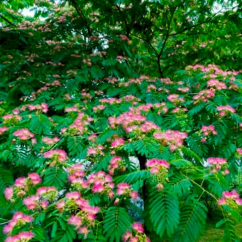 GÜLİBRİŞİM FİDANI - İPEK AĞACI (Albizia Julibrissin)
