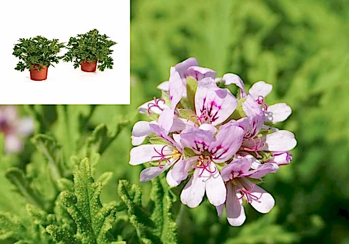 ITIR ÇİÇEĞİ 10 ADET - PELARGONİUM GRAVEOLENS