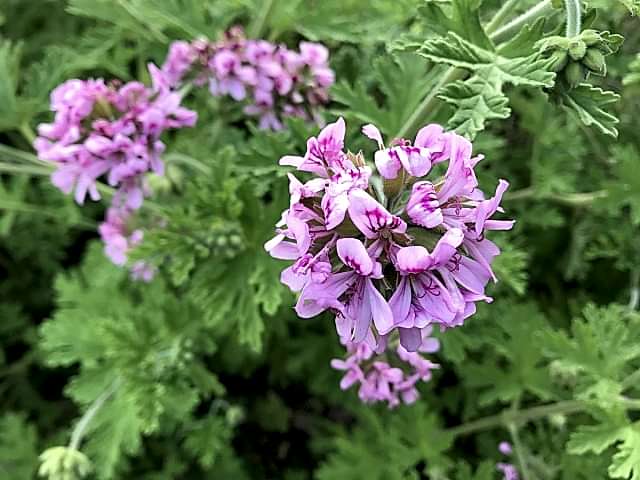 ITIR ÇİÇEĞİ 10 ADET - PELARGONİUM GRAVEOLENS