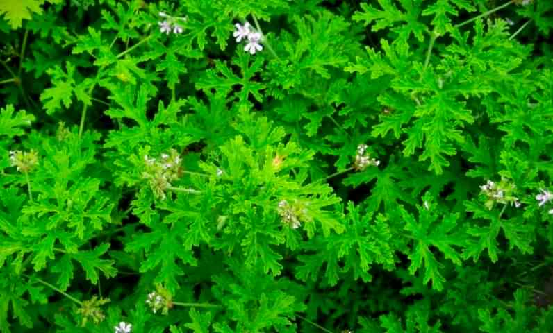 ITIR ÇİÇEĞİ 10 ADET - PELARGONİUM GRAVEOLENS