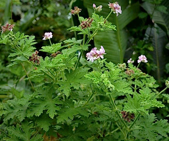 ITIR ÇİÇEĞİ 3 ADET - PELARGONİUM GRAVEOLENS