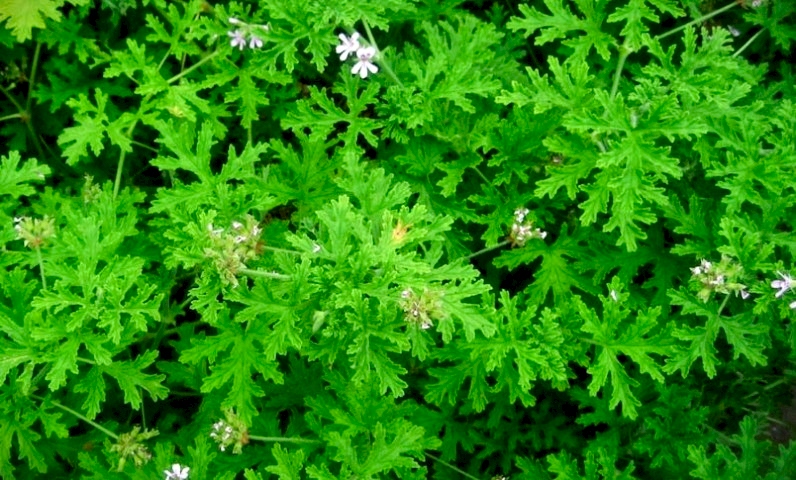 ITIR ÇİÇEĞİ 3 ADET - PELARGONİUM GRAVEOLENS