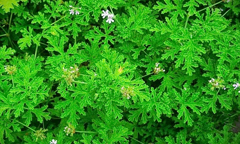 ITIR ÇİÇEĞİ 5 ADET - PELARGONİUM GRAVEOLENS