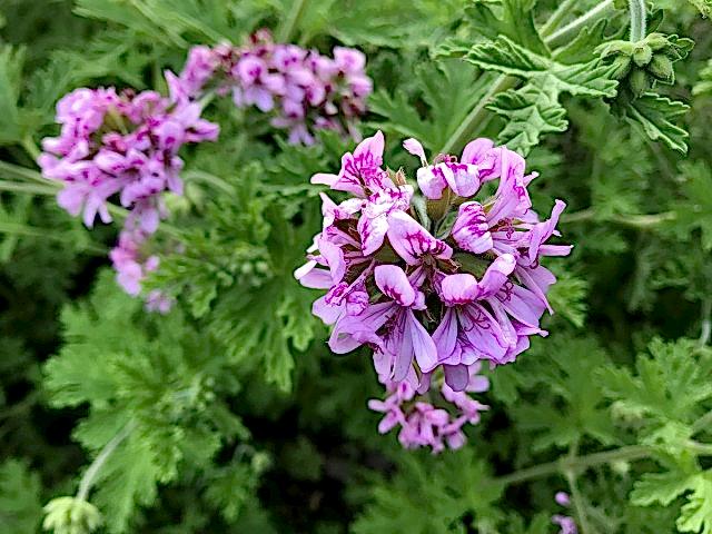 ITIR ÇİÇEĞİ 5 ADET - PELARGONİUM GRAVEOLENS