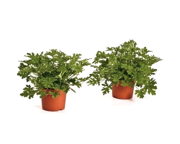 ITIR ÇİÇEĞİ 5 ADET - PELARGONİUM GRAVEOLENS