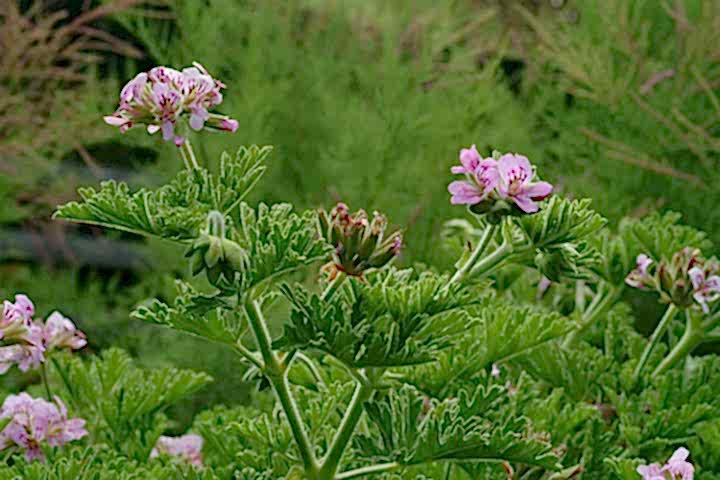 ITIR ÇİÇEĞİ 5 ADET - PELARGONİUM GRAVEOLENS