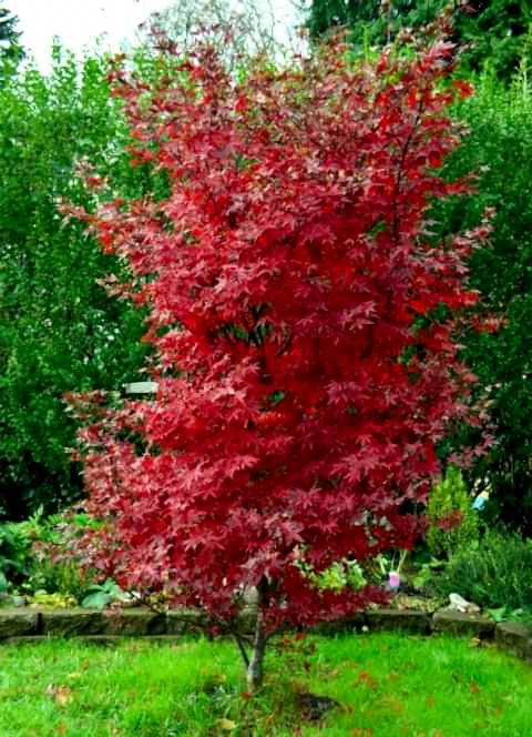 KIRMIZI JAPON AKÇAAĞACI ( Acer Palmatum) TOHUMU 10 ADET