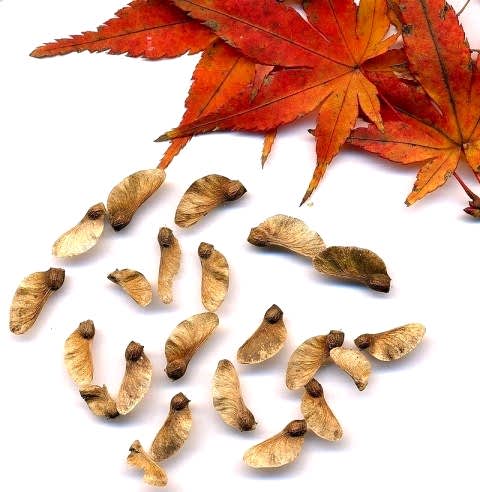 KIRMIZI JAPON AKÇAAĞACI ( Acer Palmatum) TOHUMU 10 ADET