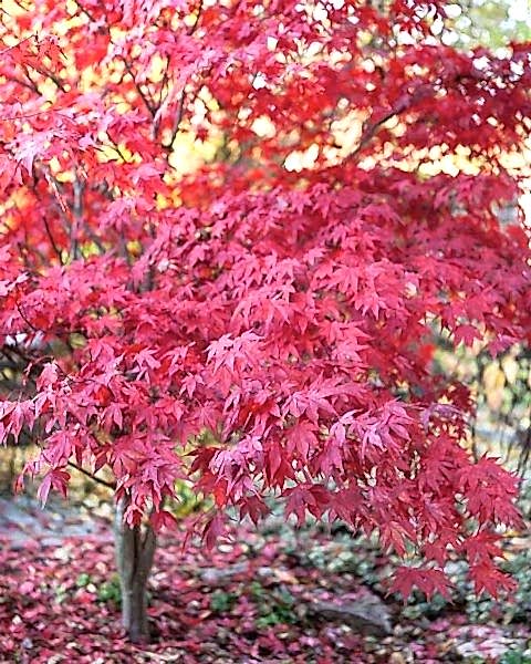 KIRMIZI JAPON AKÇAAĞACI ( Acer Palmatum) TOHUMU 10 ADET