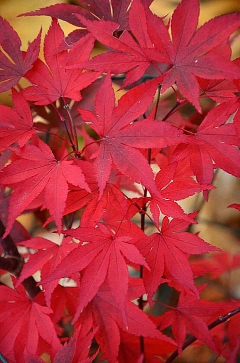KIRMIZI JAPON AKÇAAĞACI ( Acer Palmatum) TOHUMU 10 ADET