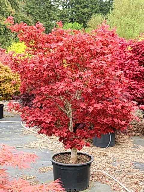 KIRMIZI JAPON AKÇAAĞACI ( Acer Palmatum) TOHUMU 10 ADET