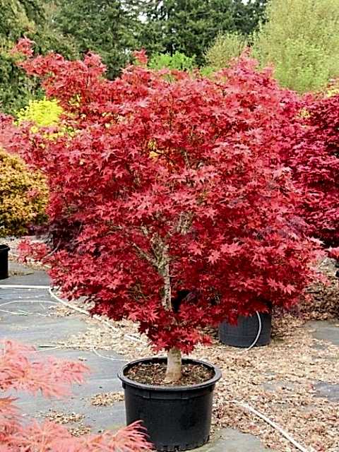 KIRMIZI JAPON AKÇAAĞACI ( Acer Palmatum) TOHUMU 20 ADET
