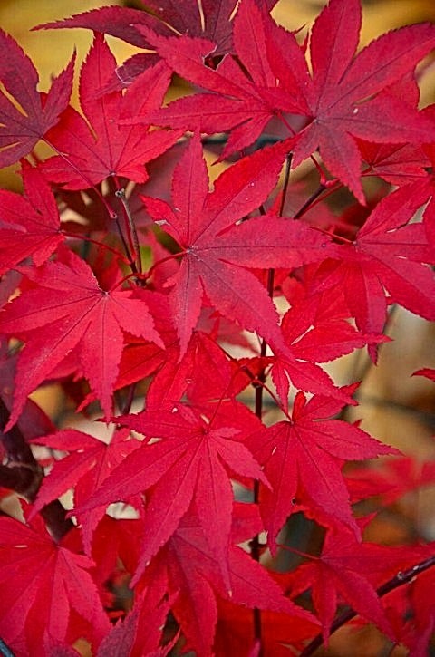 KIRMIZI JAPON AKÇAAĞACI ( Acer Palmatum) TOHUMU 20 ADET