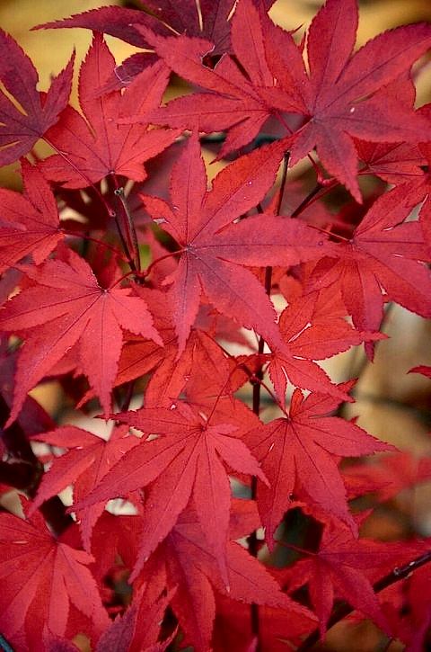 KIRMIZI JAPON AKÇAAĞACI ( Acer Palmatum) TOHUMU 50 ADET