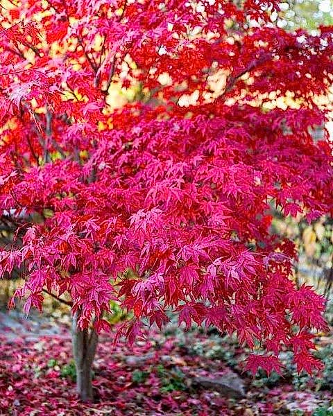 KIRMIZI JAPON AKÇAAĞACI ( Acer Palmatum) TOHUMU 50 ADET