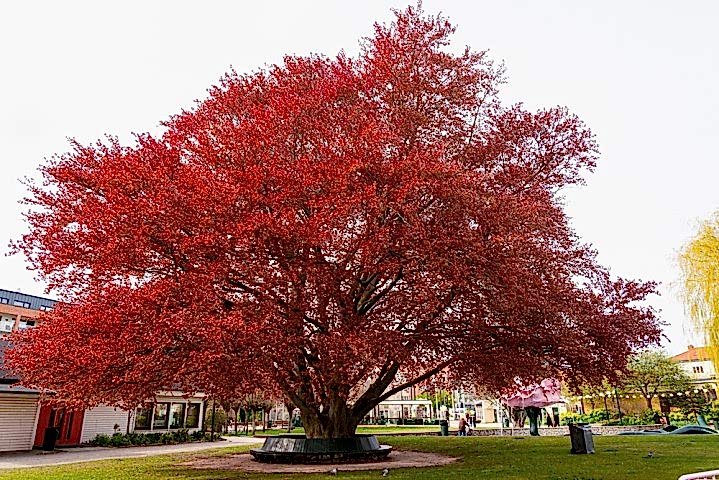 KIRMIZI KAYIN FİDANI 3 ADET - Fagus Sylvatica Atropurpurea
