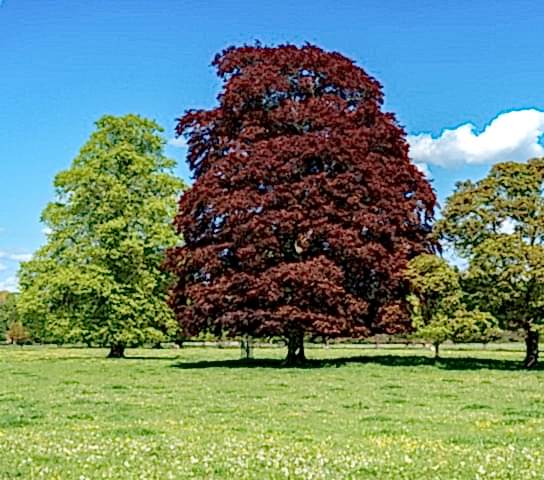 KIRMIZI KAYIN FİDANI 3 ADET - Fagus Sylvatica Atropurpurea