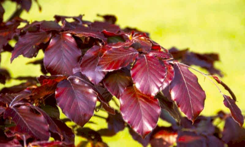 KIRMIZI KAYIN FİDANI 3 ADET - Fagus Sylvatica Atropurpurea