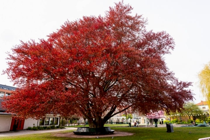 KIRMIZI KAYIN FİDANI 5 ADET - Fagus Sylvatica Atropurpurea