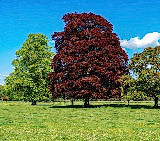 KIRMIZI KAYIN FİDANI 5 ADET - Fagus Sylvatica Atropurpurea