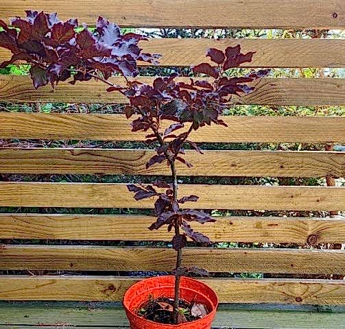 KIRMIZI KAYIN FİDANI 5 ADET - Fagus Sylvatica Atropurpurea