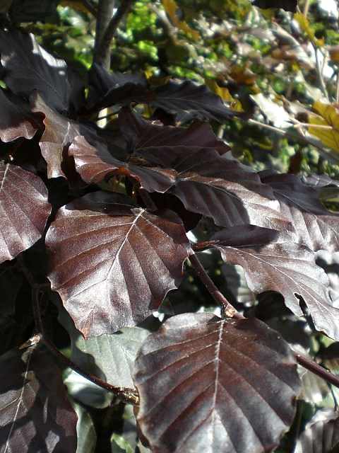 KIRMIZI KAYIN FİDANI 5 ADET - Fagus Sylvatica Atropurpurea