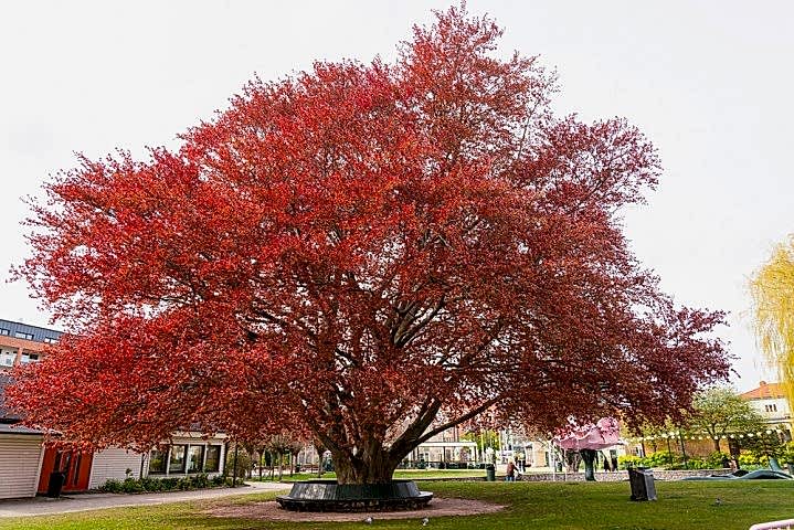 KIRMIZI KAYIN FİDANI - Fagus Sylvatica Atropurpurea