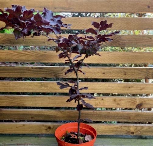 KIRMIZI KAYIN FİDANI - Fagus Sylvatica Atropurpurea