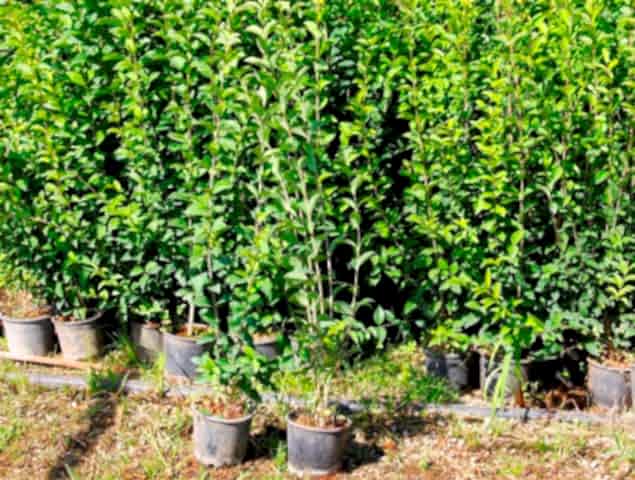 LİGUSTRUM KURTBAĞRI 10 ADET 100-120 cm - ÇİT BİTKİSİ (BÜYÜK BOY)