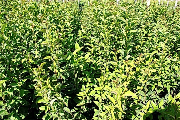 LİGUSTRUM KURTBAĞRI 10 ADET 100-120 cm - ÇİT BİTKİSİ (BÜYÜK BOY)