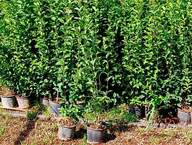 LİGUSTRUM KURTBAĞRI 20 ADET 100-120 cm - ÇİT BİTKİSİ (BÜYÜK BOY)