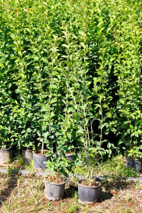 LİGUSTRUM KURTBAĞRI 20 ADET 100-120 cm - ÇİT BİTKİSİ (BÜYÜK BOY)